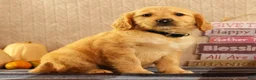Golden Retriever dogs for sale: Joey - Ad 8