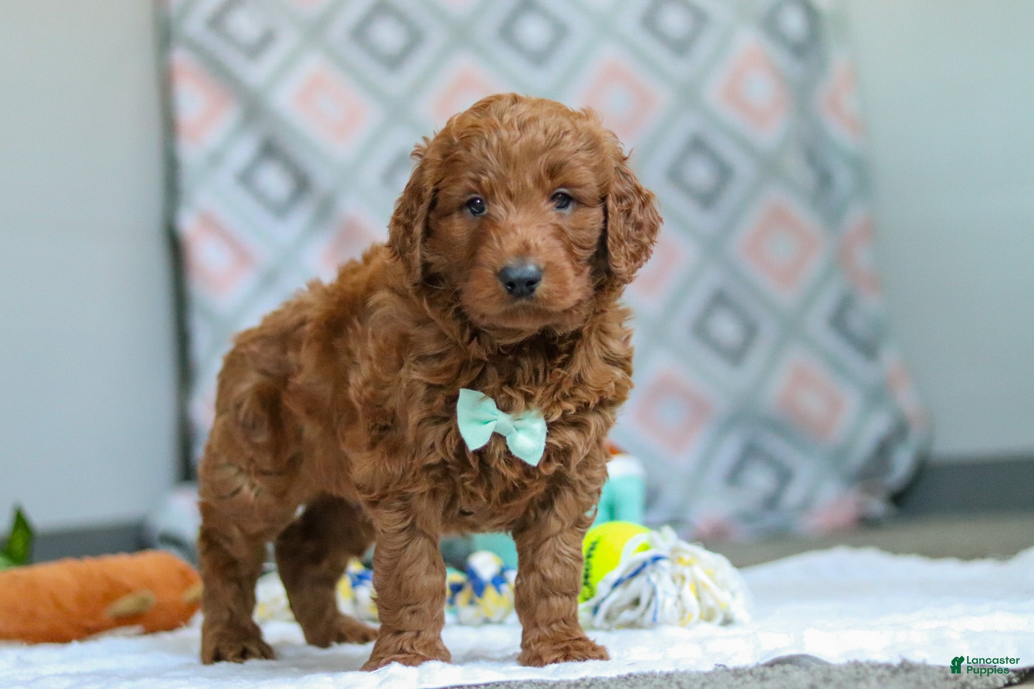 Goldendoodle dogs Teddy - Ad 2