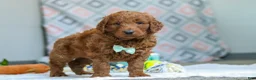 Goldendoodle dogs for sale: Teddy - Ad 2