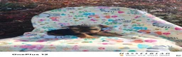 Yorkiepoo dogs for sale: Yorkiepoo 3 - Ad 1