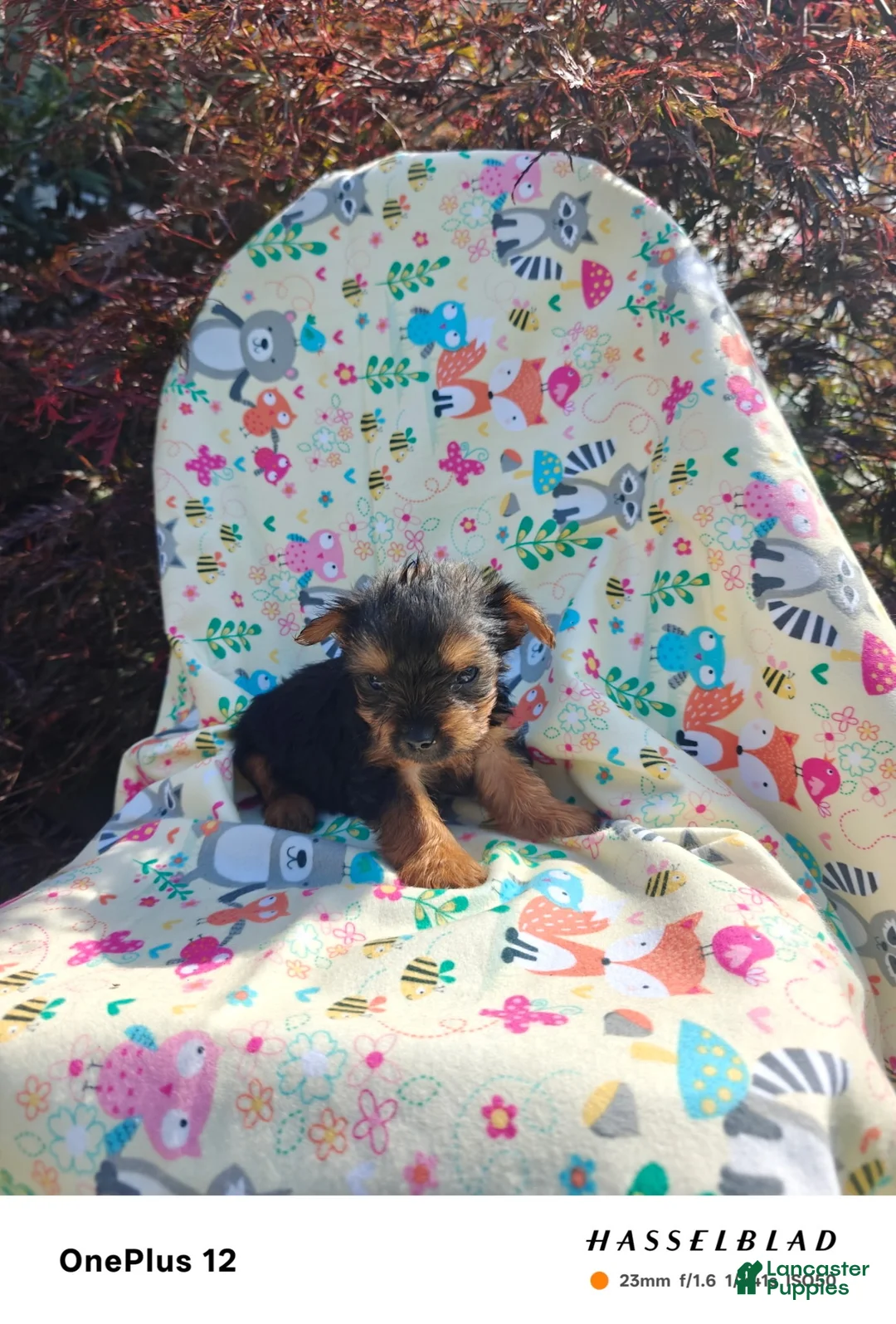 Yorkiepoo dogs for sale: Yorkiepoo 3 - Ad 1