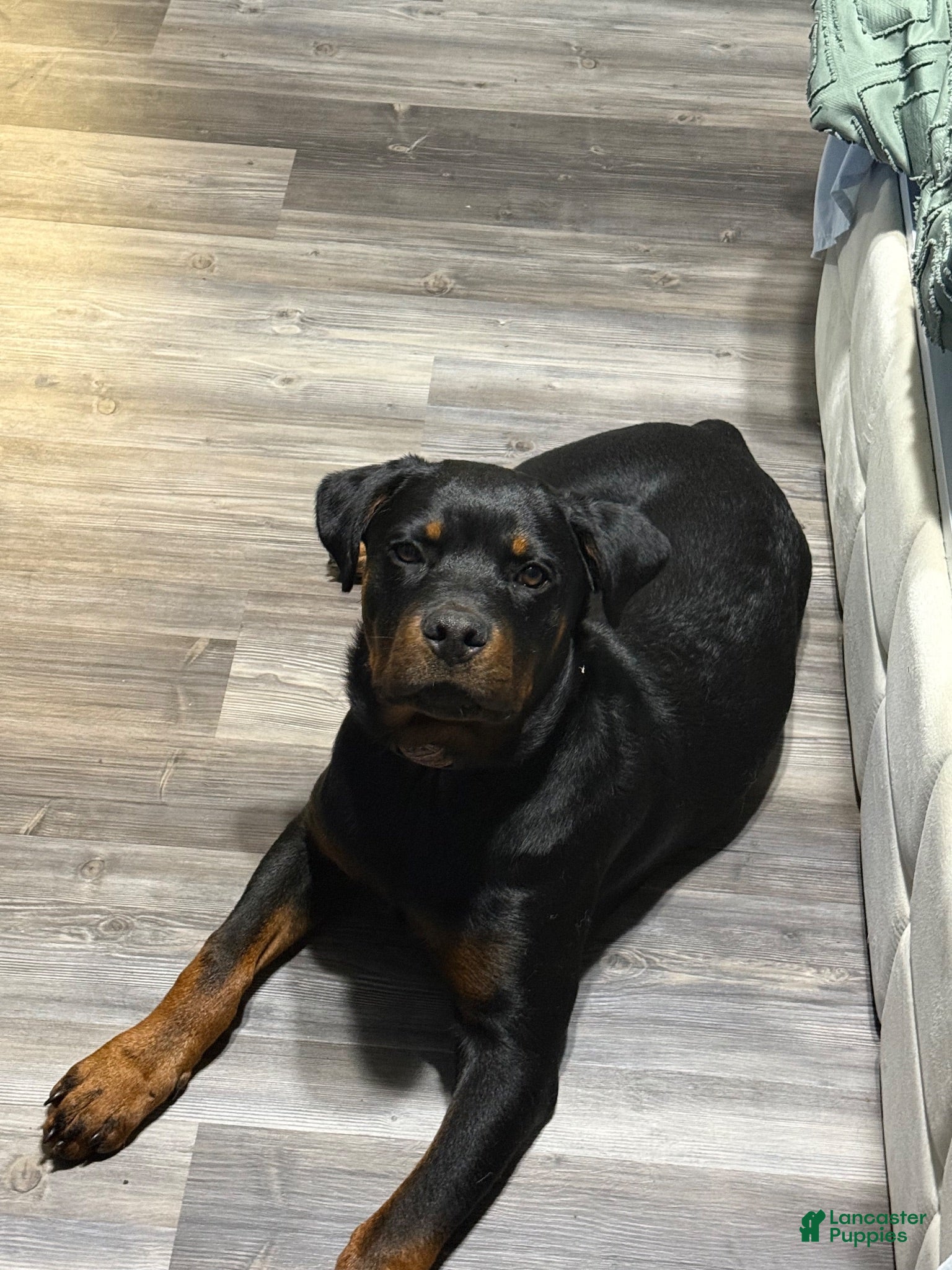 Rottweiler dogs Rottweiler 1 - Ad 5