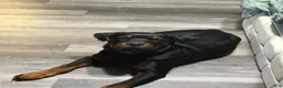 Rottweiler dogs for sale: Rottweiler 1 - Ad 1