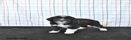Mini Aussiedoodle dogs for sale: Walker  EXTRA SMALL - Ad 5