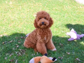 Mini Goldendoodle dogs Victoria - Ad 24