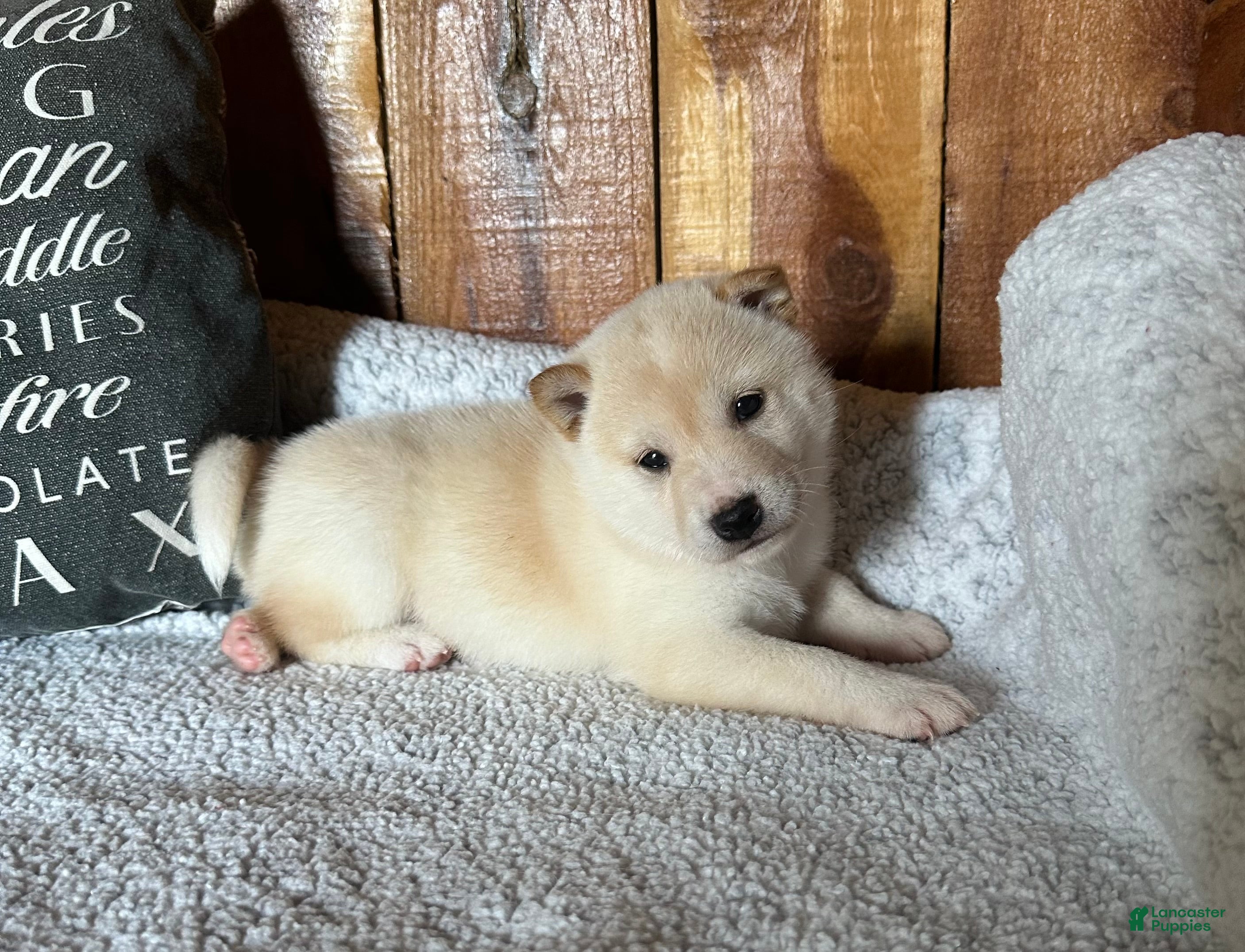 Shiba Inu dogs Shiba Inu Puppy 5 - Ad 1
