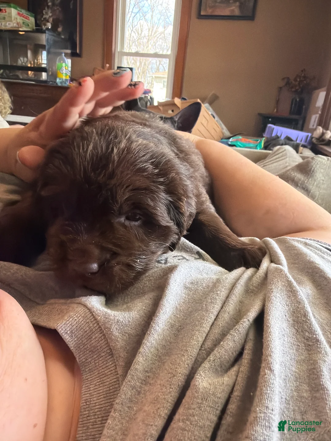 Newfoundland dogs for sale: Newfoundland Puppy 2 Hera - Ad 2