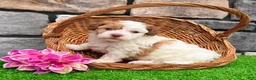 Havanese dogs for sale: Lucy - Ad 5