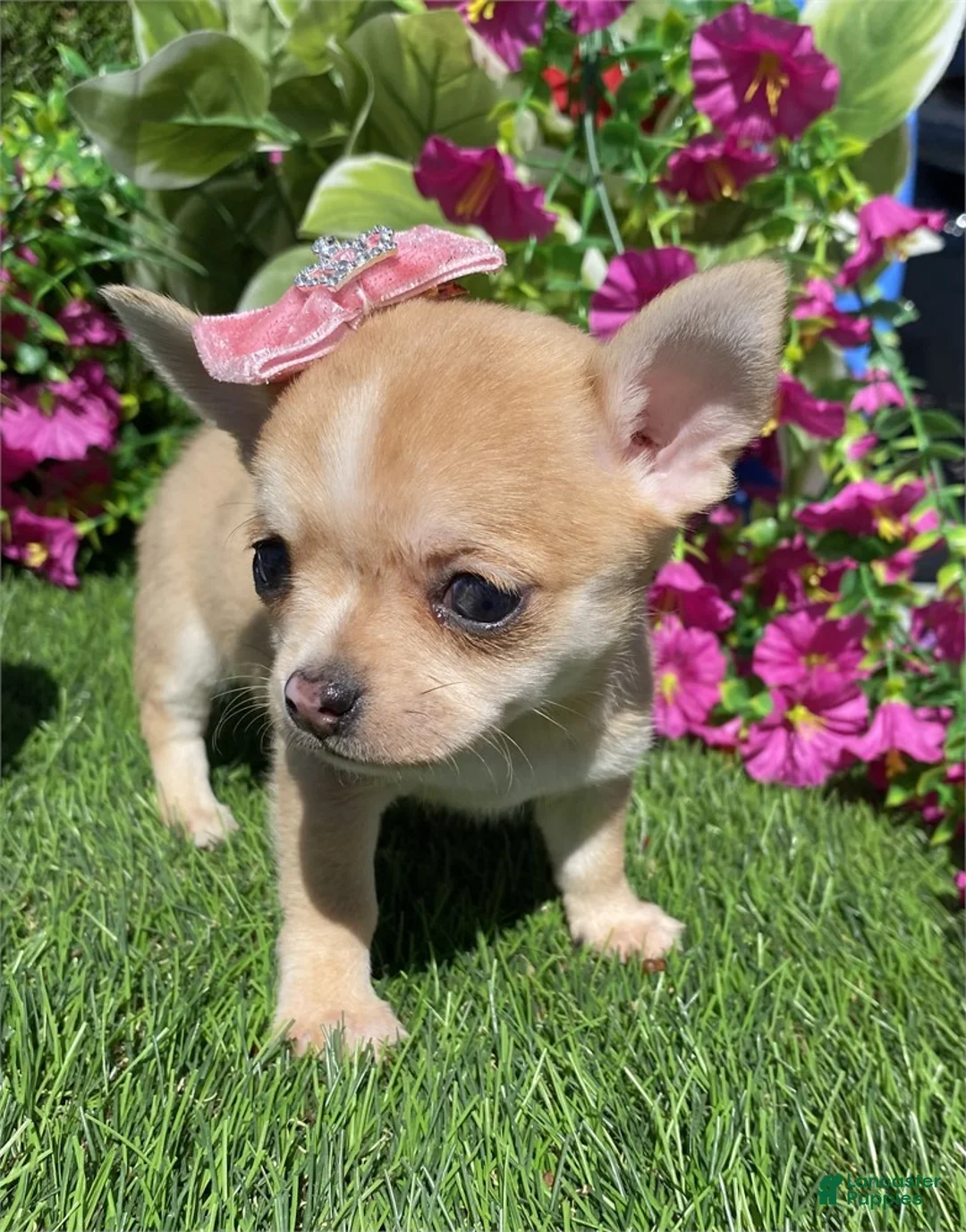 Chihuahua dogs for sale: Chihuahua Puppy 1 - Ad 3