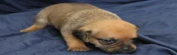 Puggle dogs for sale: Chewy - Ad 86