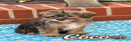 Shorkie dogs for sale: Rudy - Ad 8