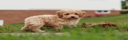 Bichpoo dogs for sale: Mia - Ad 12