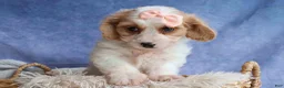 Cavachon dogs for sale: RHODA - Ad 6