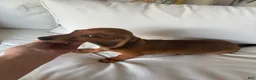 Dachshund dogs for sale: Dachshund 1 - Ad 2