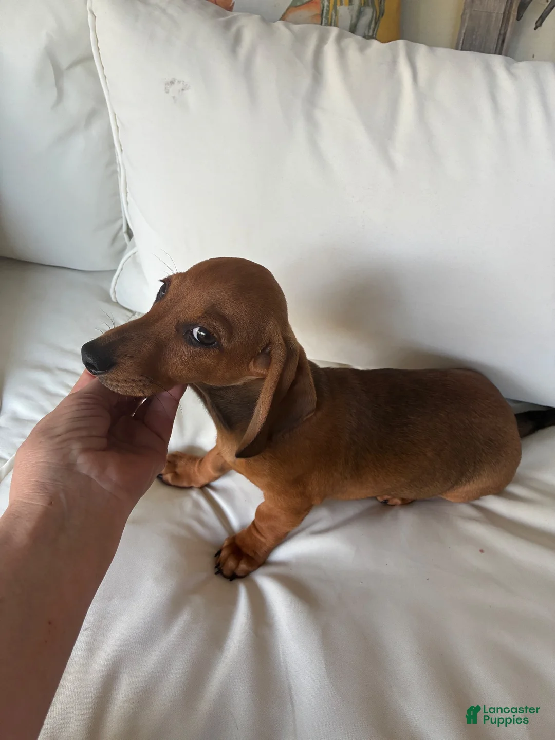 Dachshund dogs for sale: Dachshund 1 - Ad 2