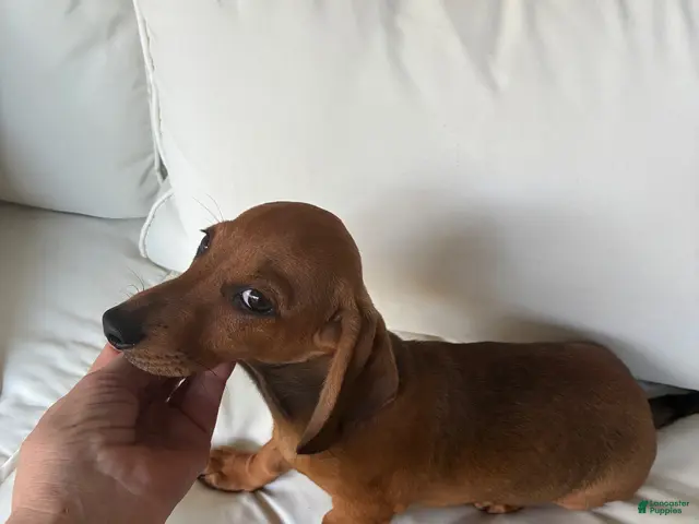 Dachshund dogs for sale: Dachshund 1 - Ad 2
