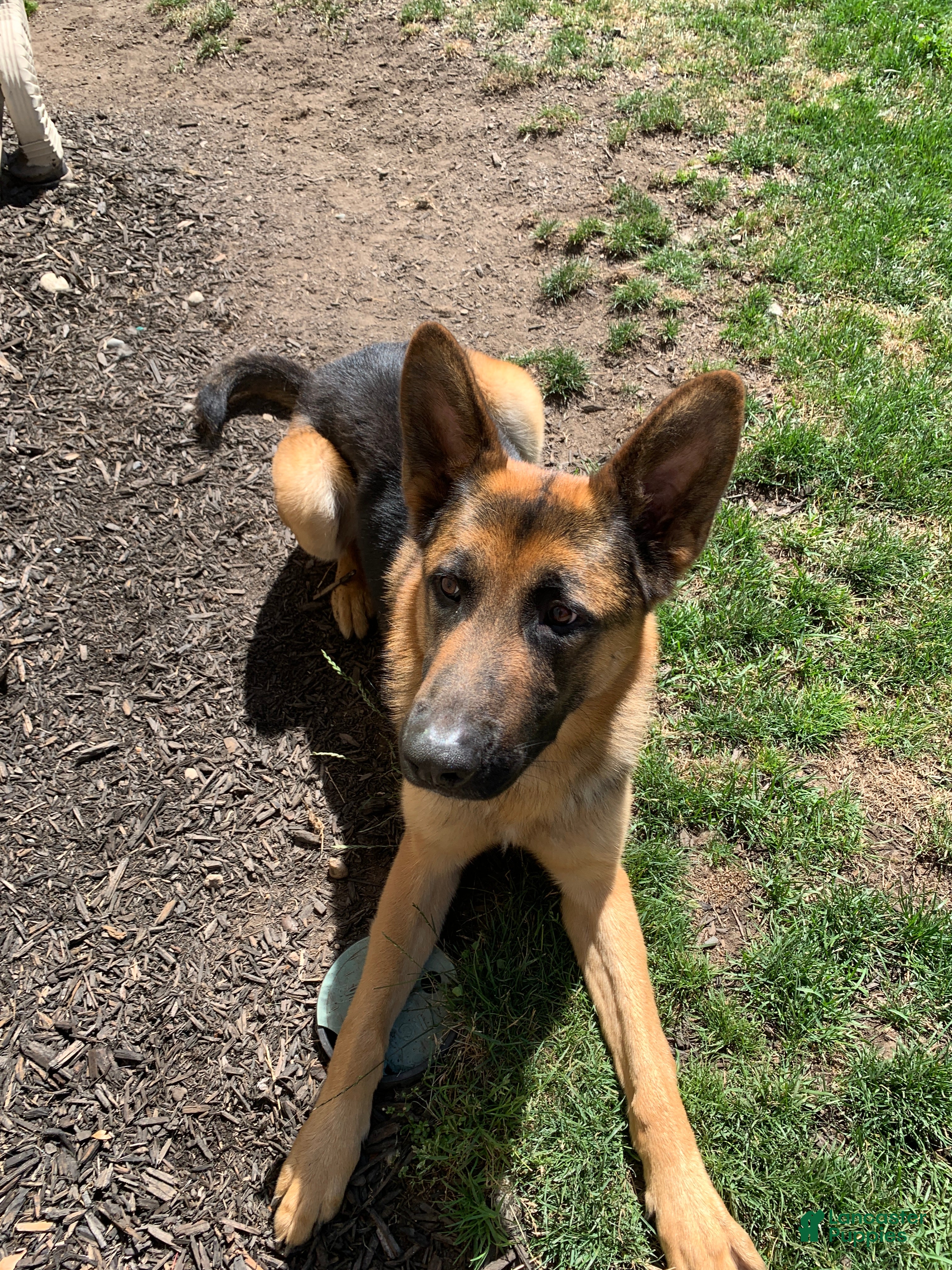 German Shepherd dogs German Shepherd Puppy 1 - Ad 24