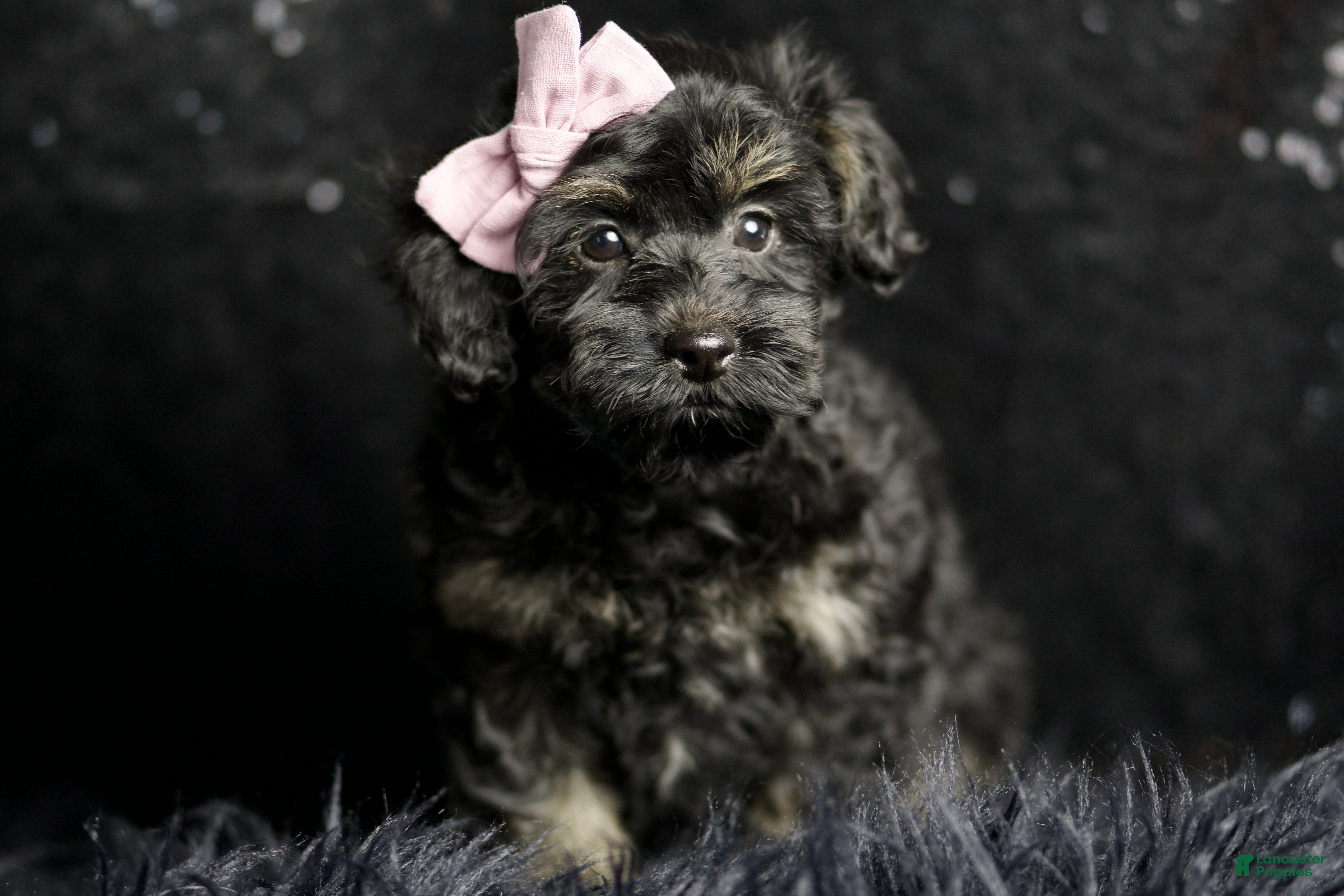 Maltipoo dogs Buzzy - Ad 13