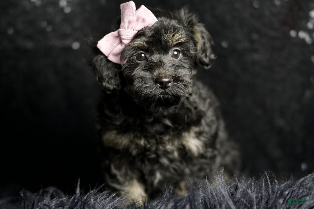 Maltipoo dogs for sale: Buzzy - Ad 1