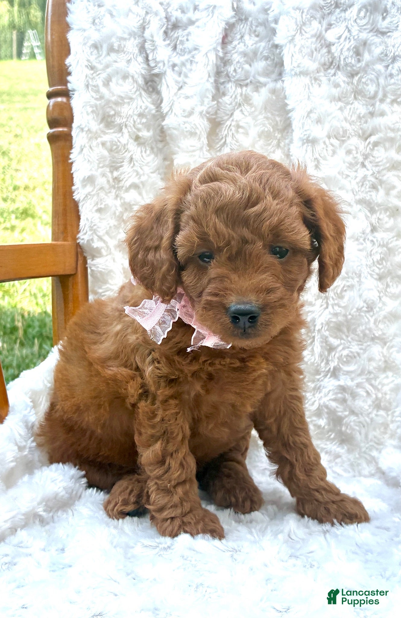 Mini Goldendoodle dogs Willow  - Ad 25
