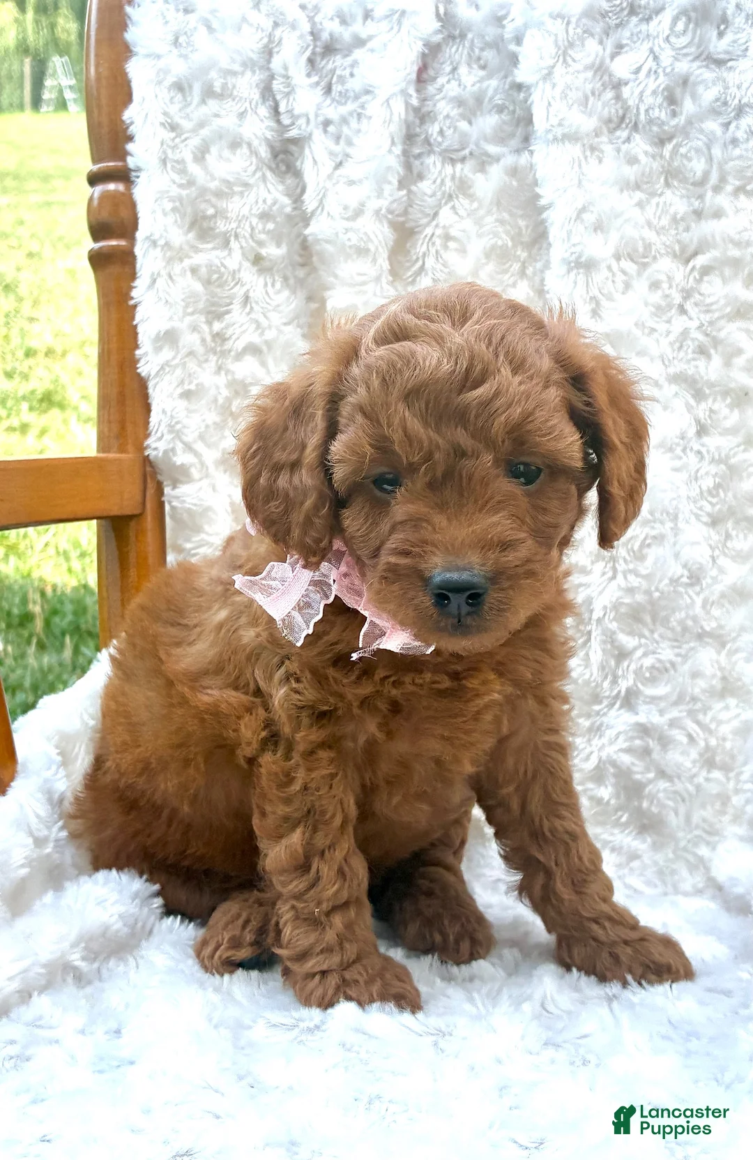 Mini Goldendoodle dogs for sale: Willow  - Ad 1