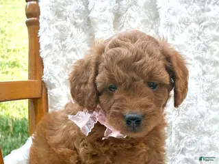 Mini Goldendoodle dogs Willow - Ad 25