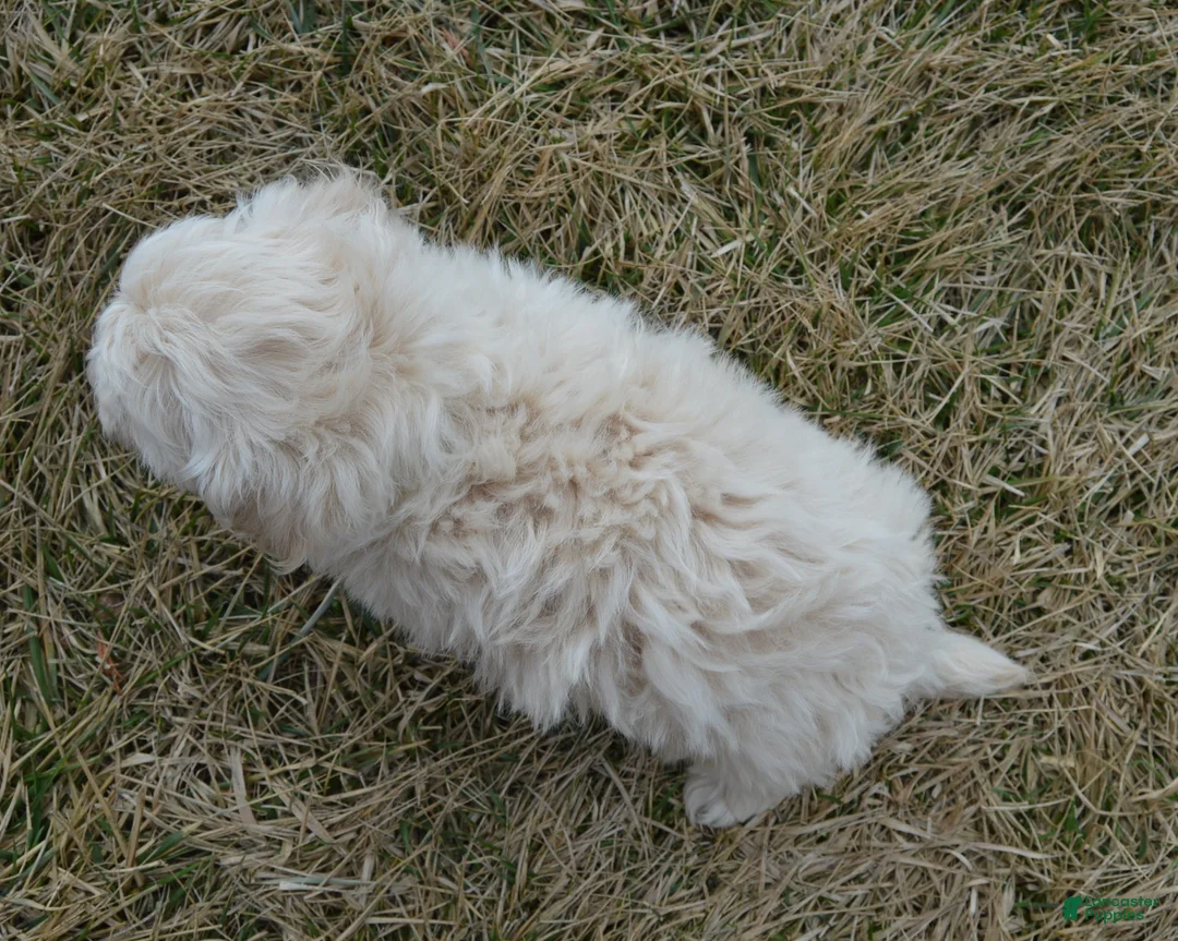 Maltipoo dogs for sale: Milo - Ad 12