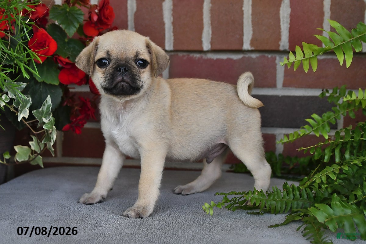 Puggle dogs Espresso - Ad 2