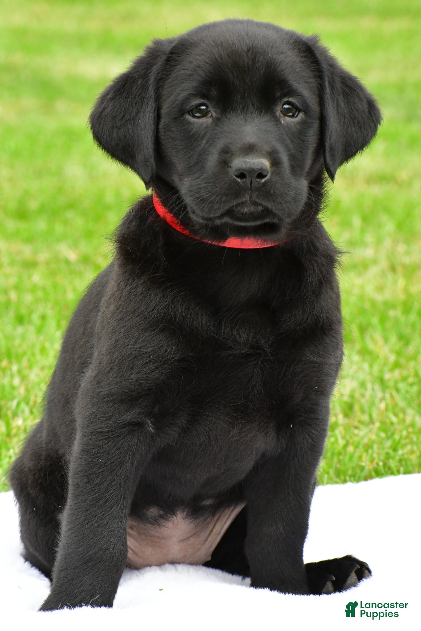 Labrador Retriever dogs Lola - Ad 2