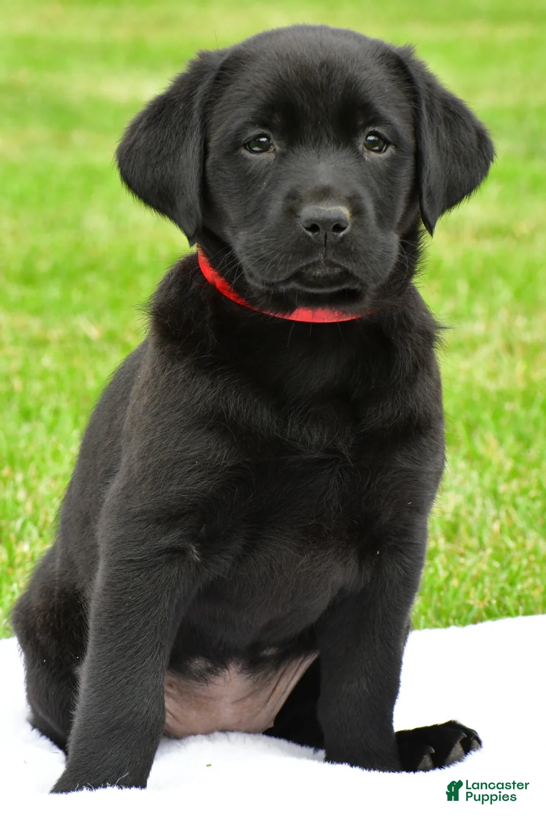 Labrador Retriever dogs for sale: Lola - Ad 2