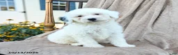 Mini Bernedoodle dogs for sale: Trace - Ad 3