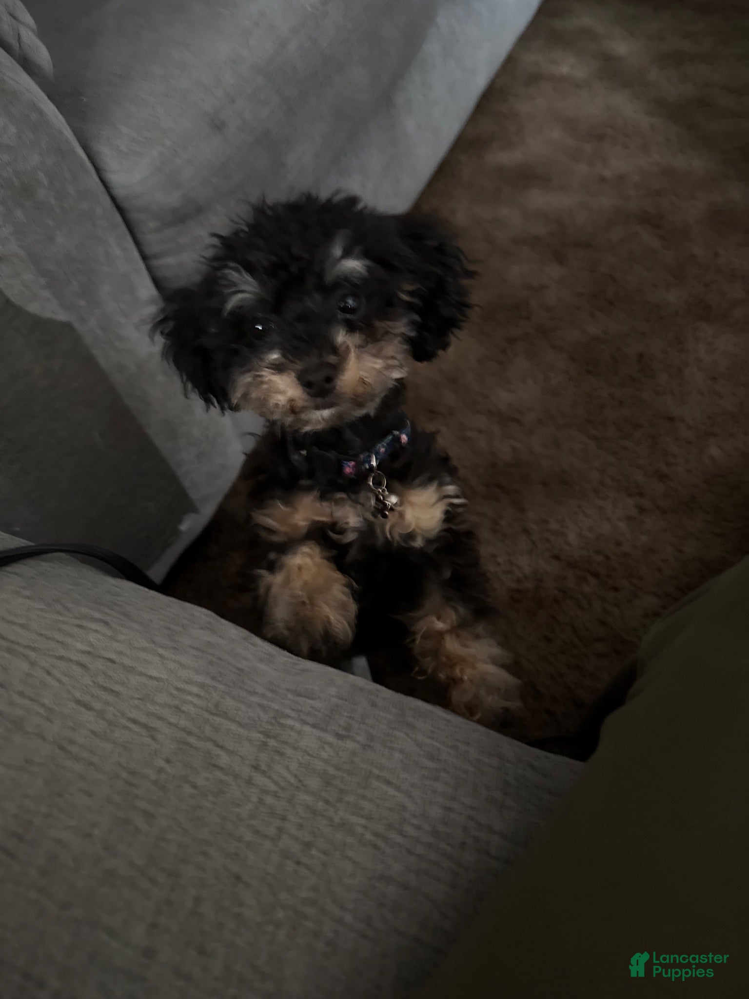 Toy Poodle dogs Stormie - Ad 19
