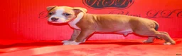 American Bully dogs for sale: American Bully Puppy 3 - Ad 2