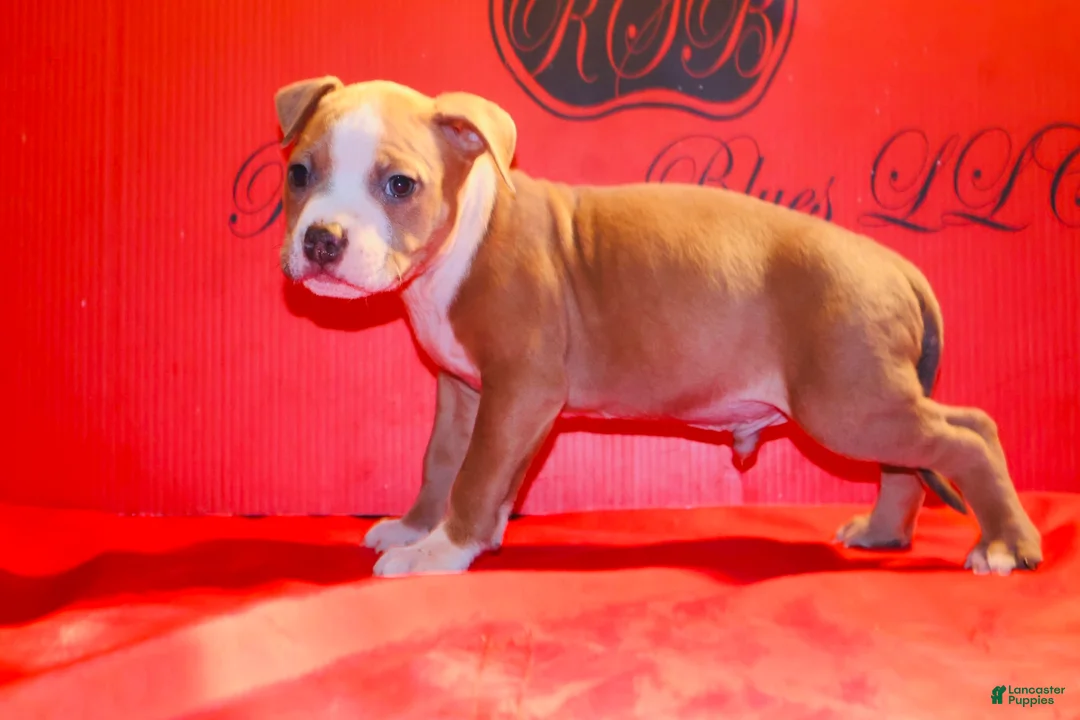 American Bully dogs for sale: American Bully Puppy 3 - Ad 2