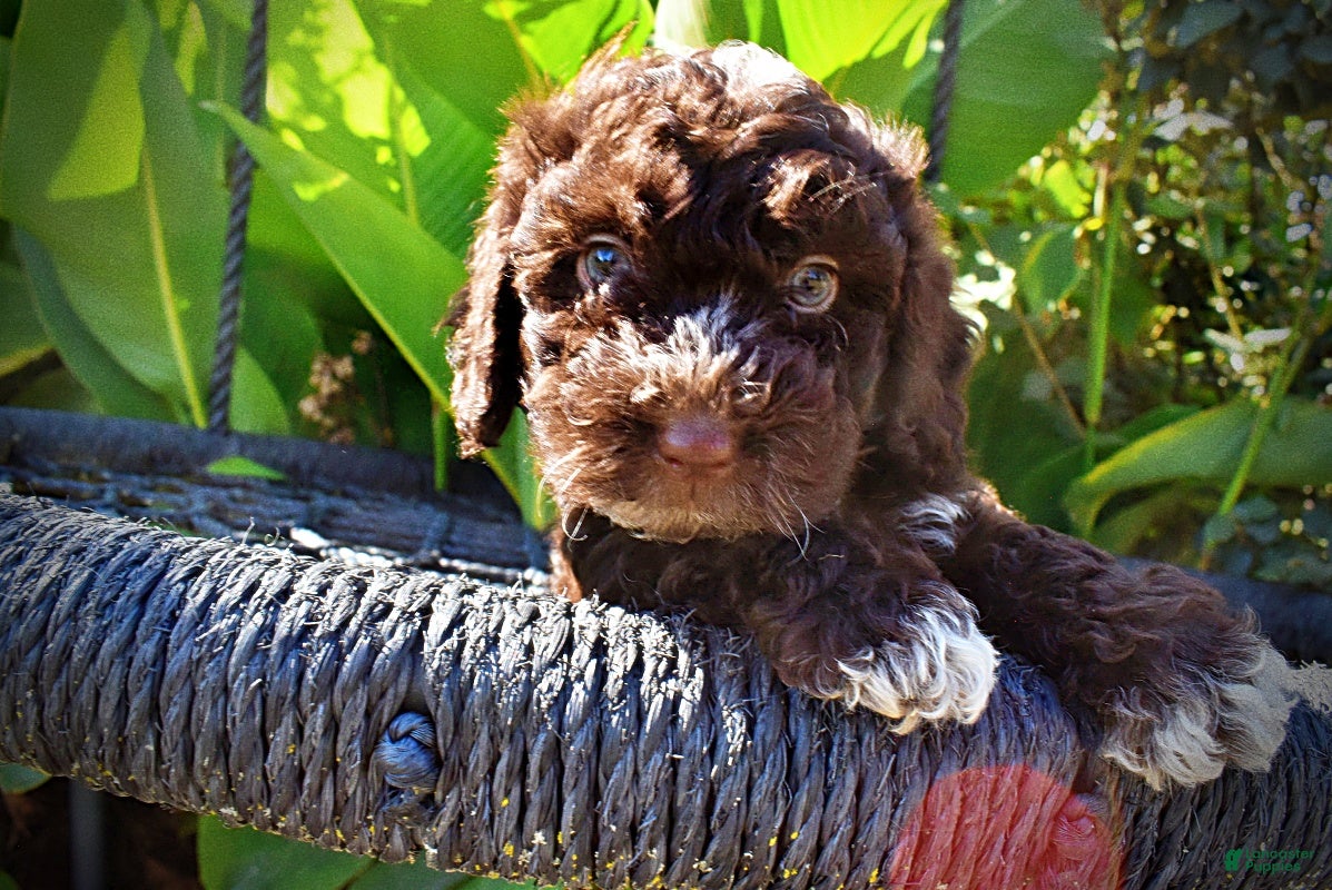 Havapoo dogs Jasper-LABOR DAY SALE-TAKE $100 OFF!!! - Ad 2