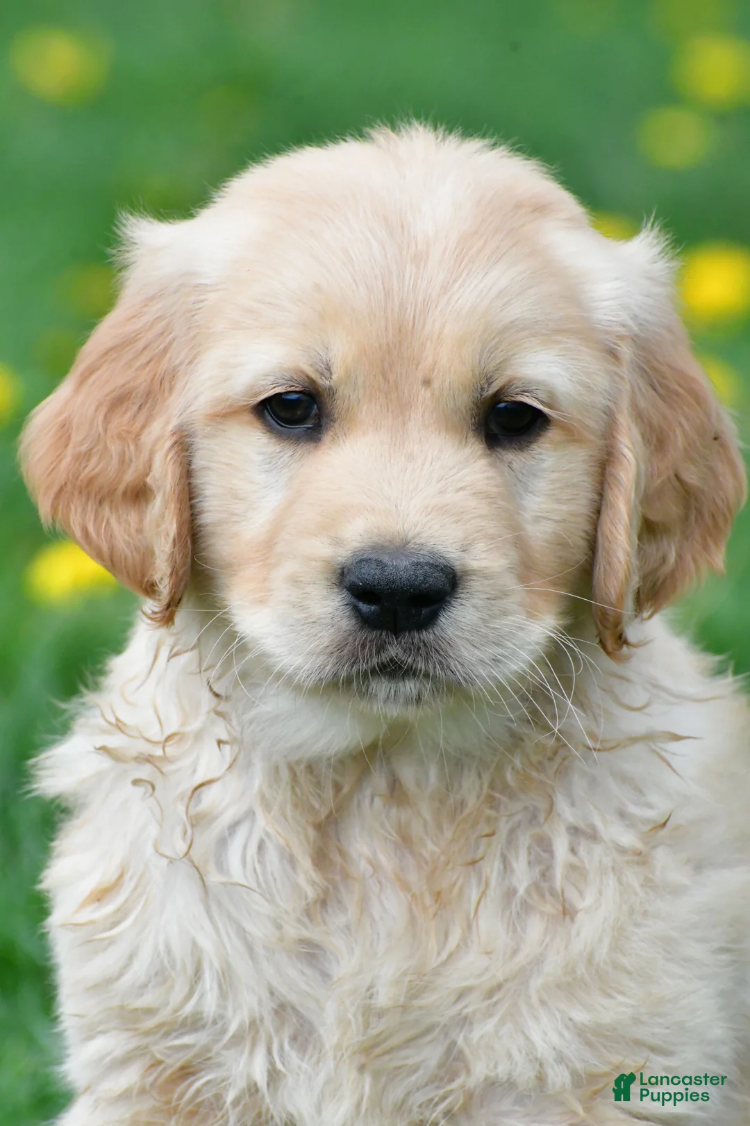 Golden Retriever dogs for sale: Diesel - Ad 2