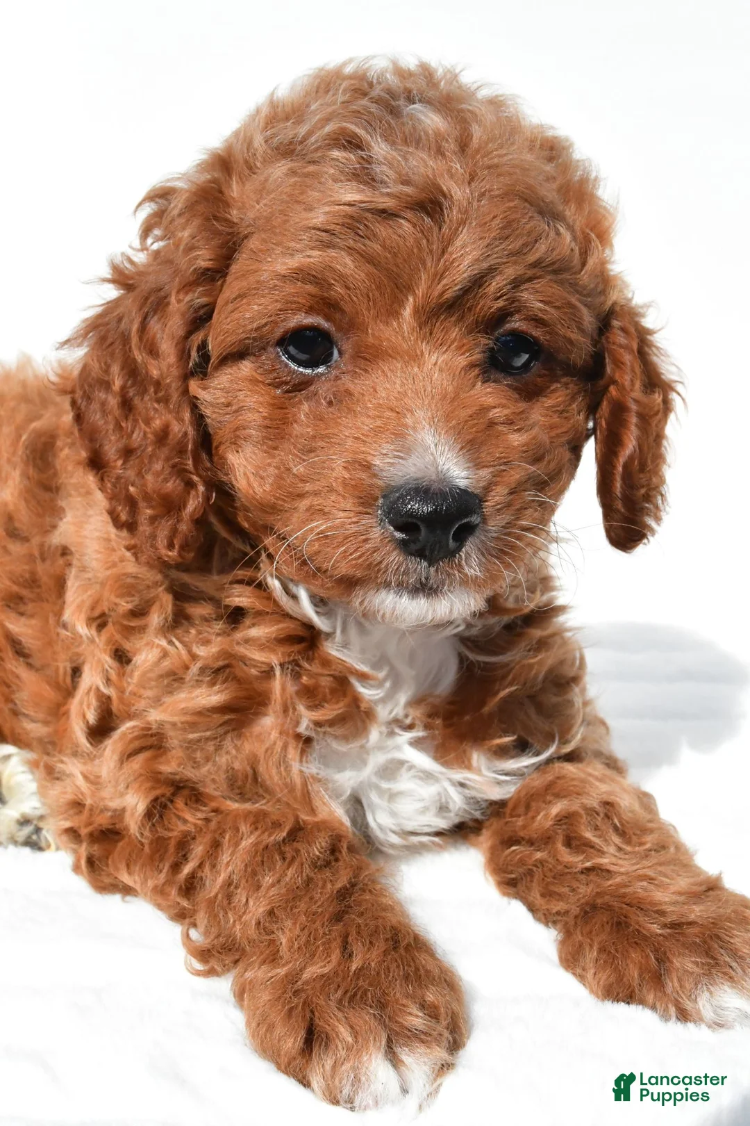 Cavapoo dogs for sale: Jasper - Ad 9