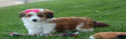 Corgipoo dogs for sale: NALA - Ad 18