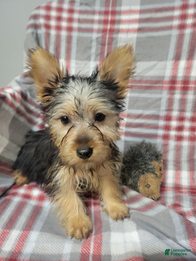 Silky Terrier dogs Sally - Ad 2