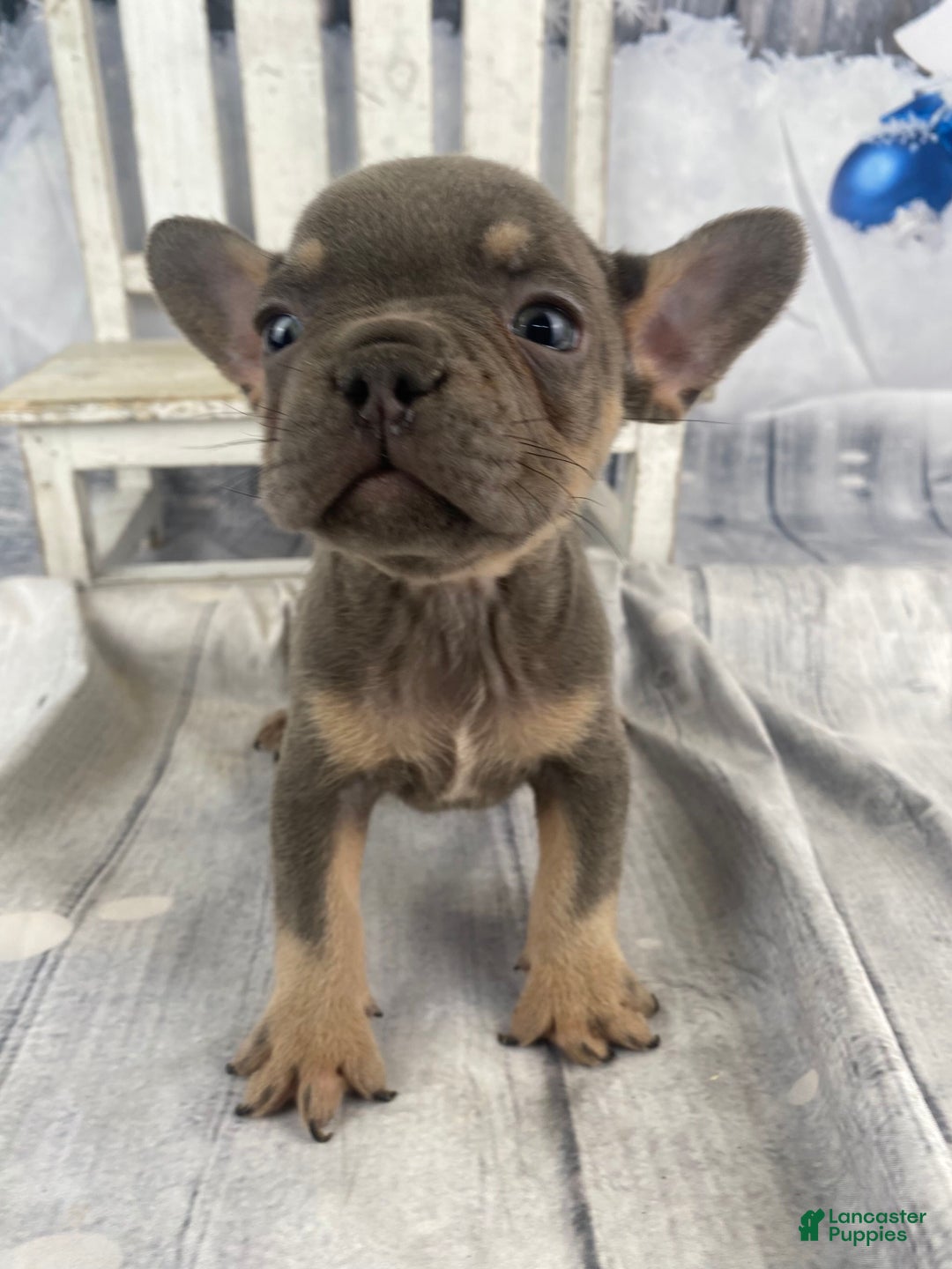 French Bulldog dogs for sale: Hunter - Ad 11