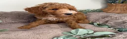 Cockapoo dogs for sale: Delilah - Ad 5