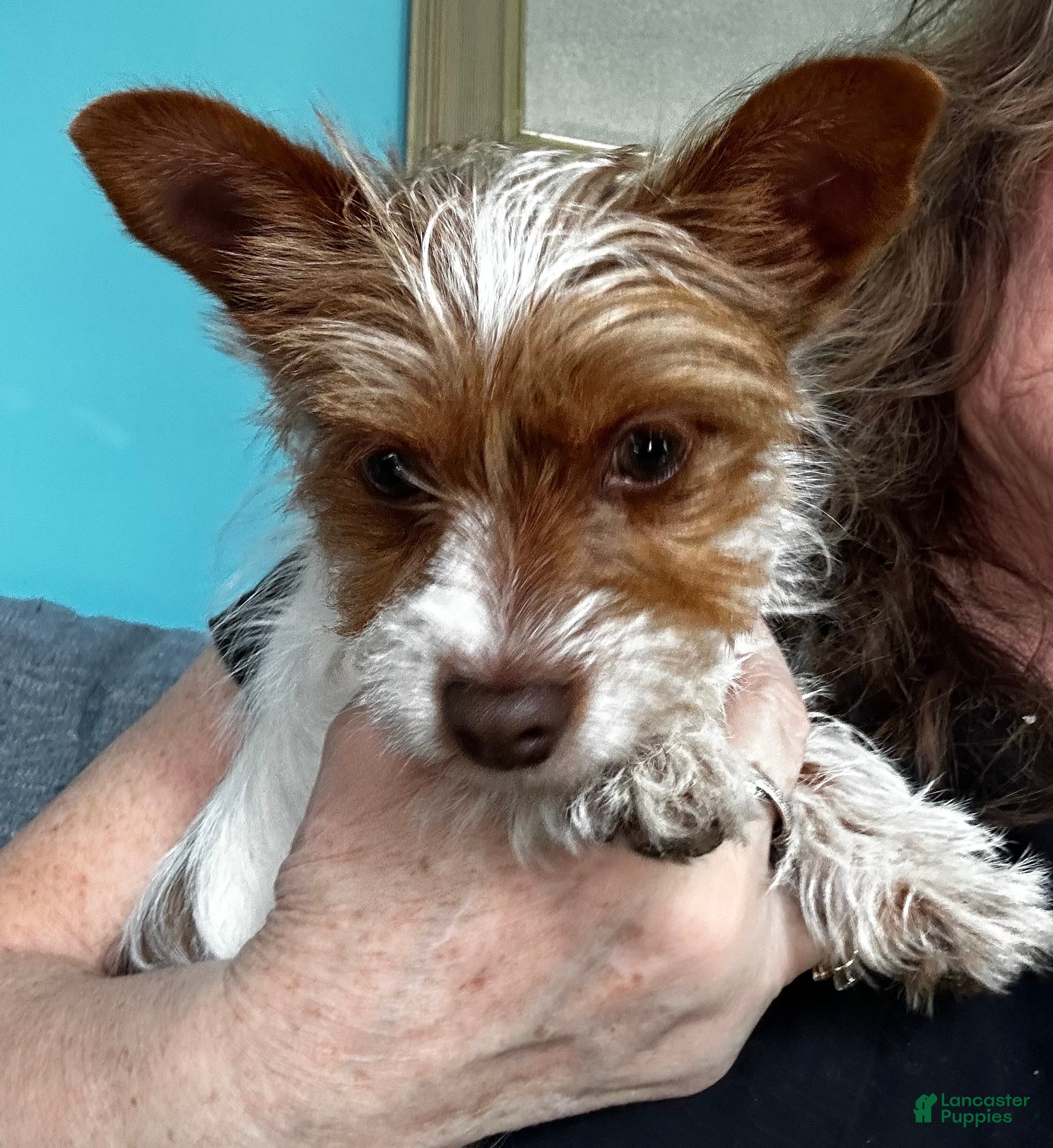 Yorkshire Terrier dogs AKC Cash - Ad 1