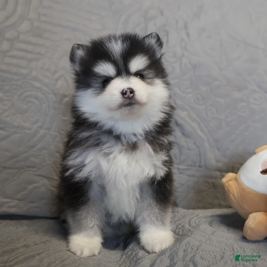 Pomsky dogs for sale: Clare - Ad 2