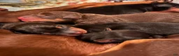 Miniature Pinscher dogs for sale: Honey - Ad 5