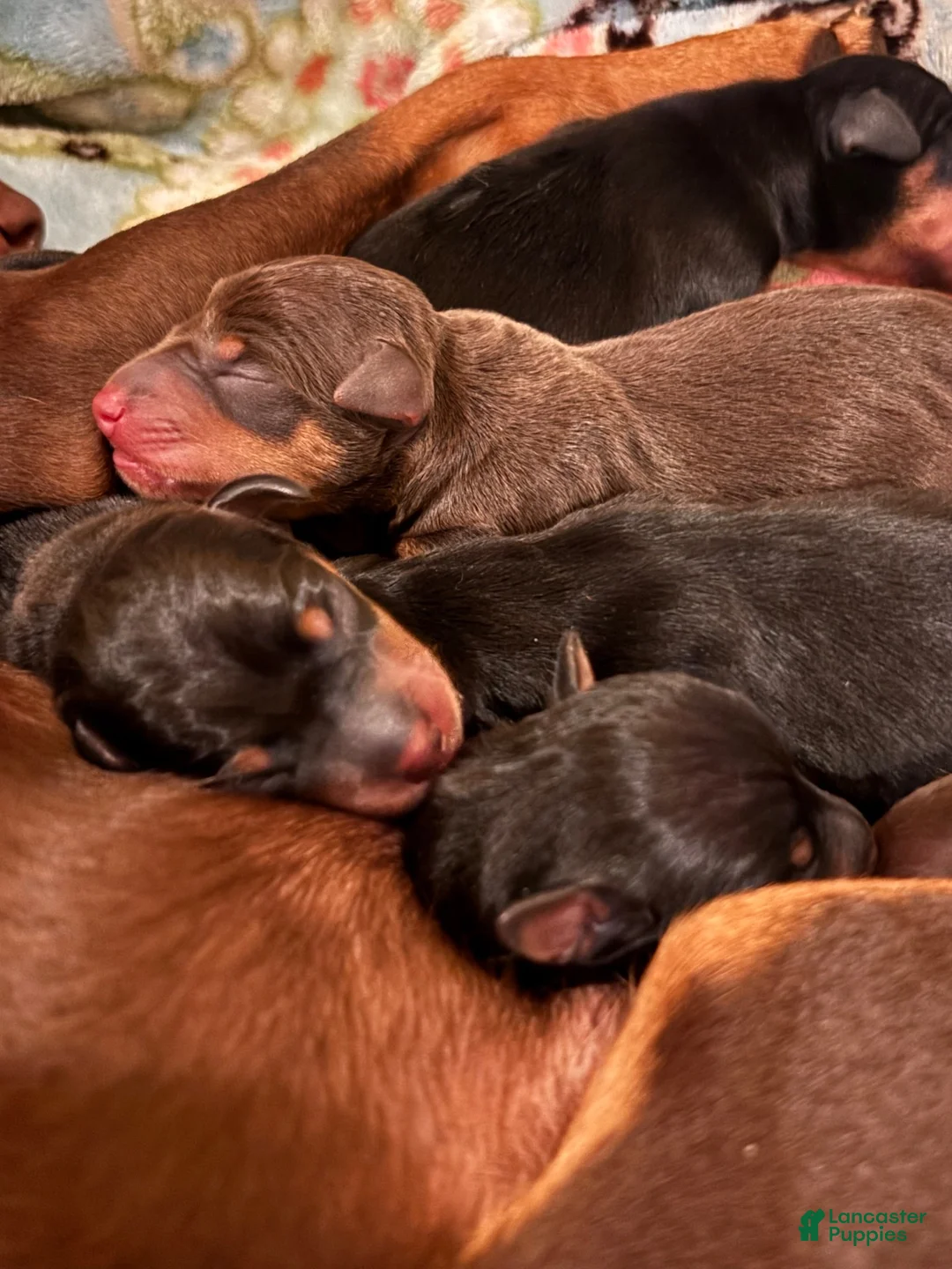 Miniature Pinscher dogs for sale: Honey - Ad 5