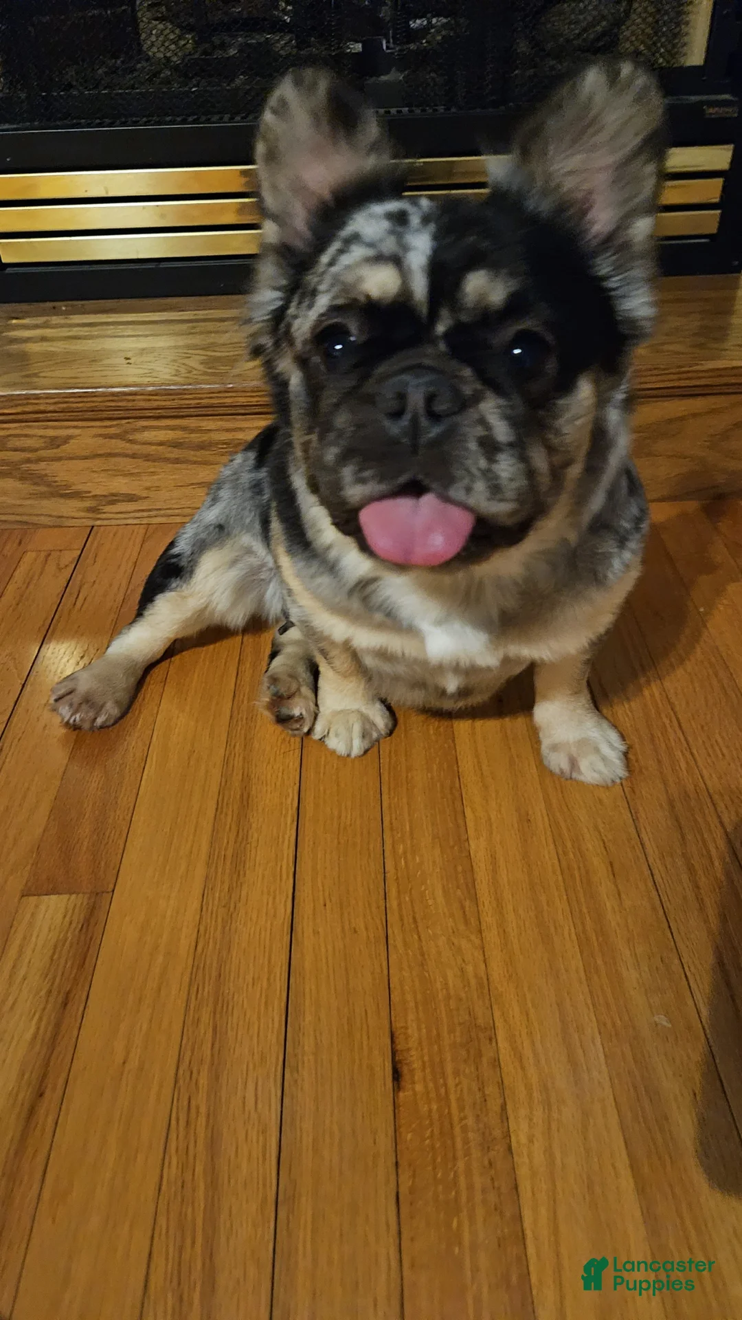 French Bulldog dogs for sale: Junior - Ad 4