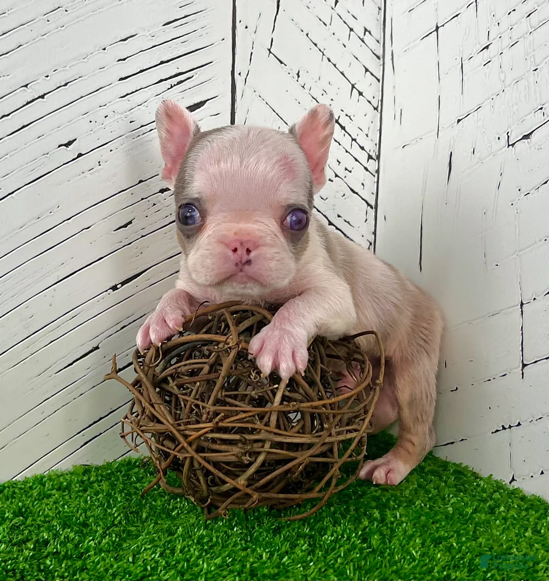 French Bulldog dogs for sale: Benson - Ad 1