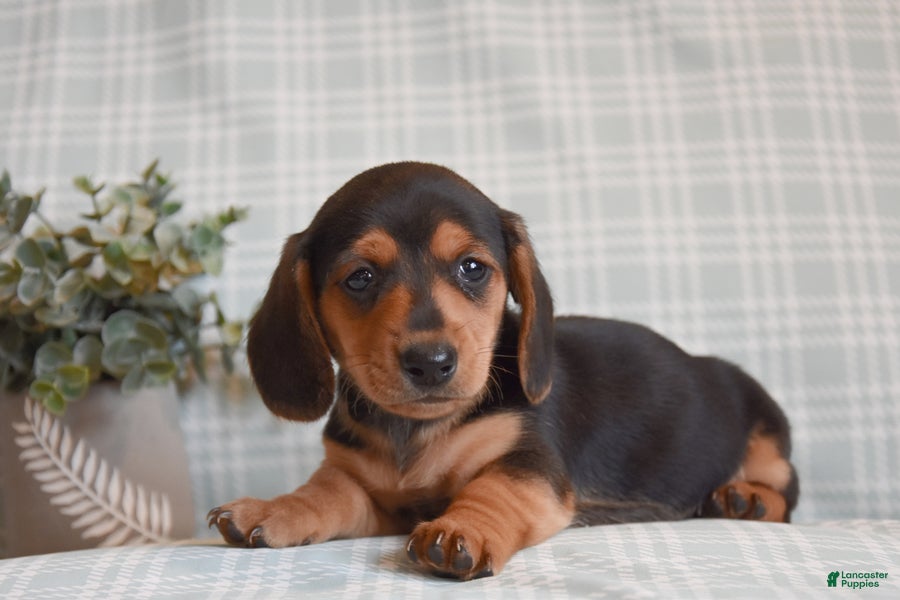 Miniature Dachshund dogs Bruno - Ad 2