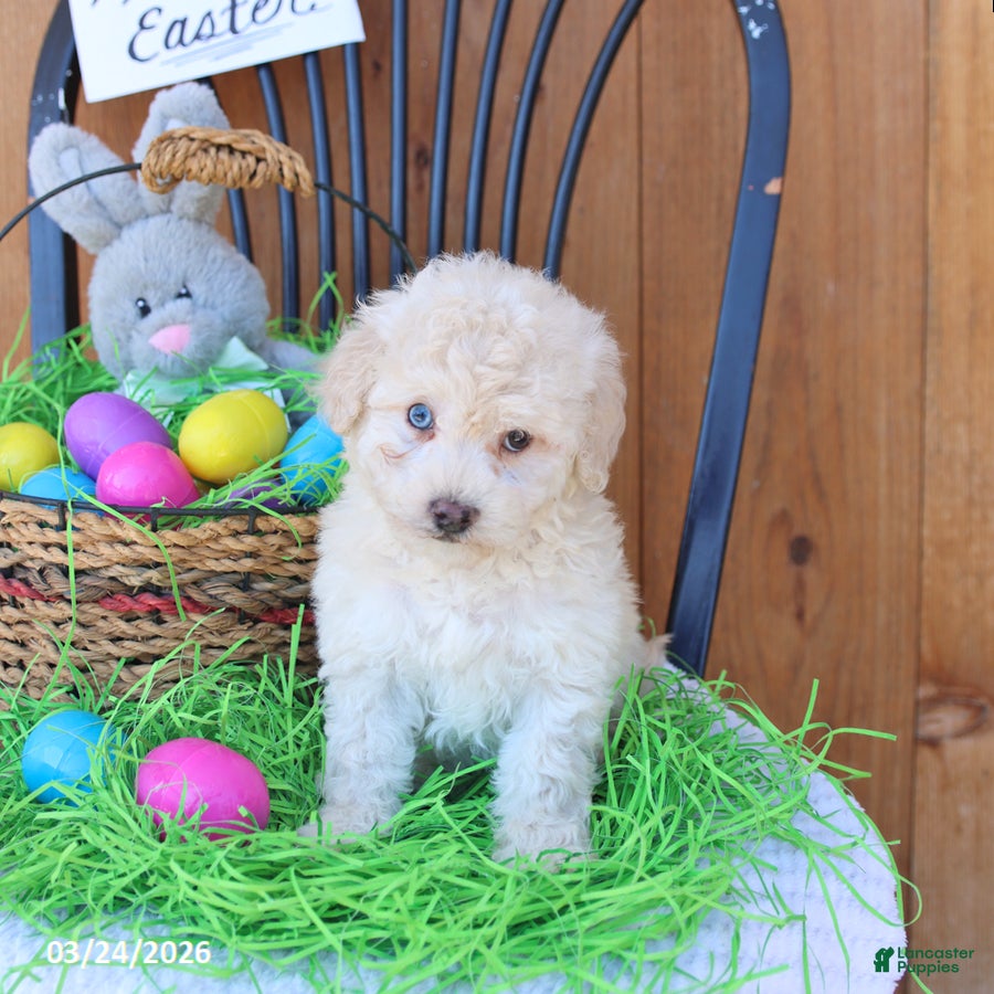 Mini Goldendoodle dogs Sunshine - Ad 2