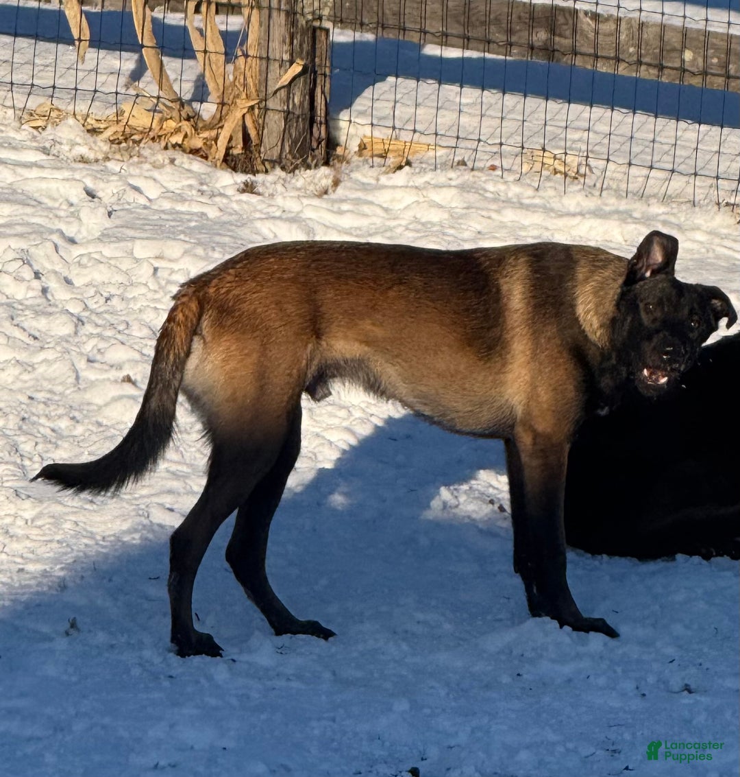 Belgian Malinois dogs for sale: Belgian Malinois Puppy  - Ad 7